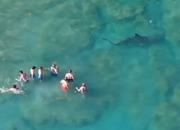 거대한 귀상어 상어가 팜비치에서 해변을 찾는 사람들에게 접근했습니다.